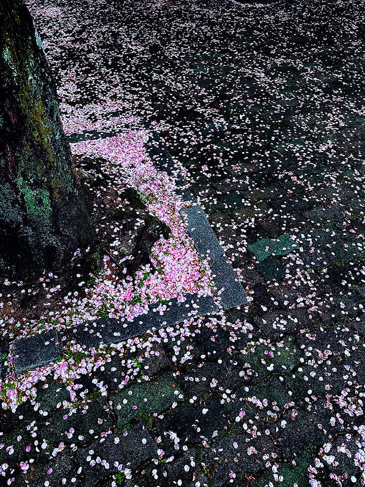 Sakura Snow, Japan. Photograph